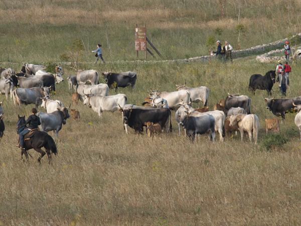 valorizzazione delle risorse naturalistiche.jpg